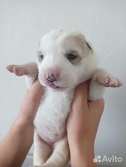 Алабая щенки продам