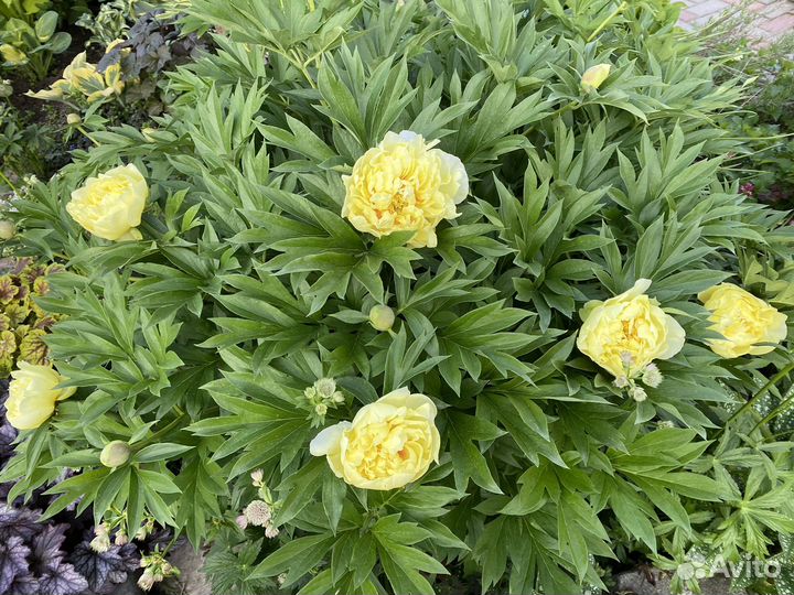 Пионы Бартзелла огромный корень