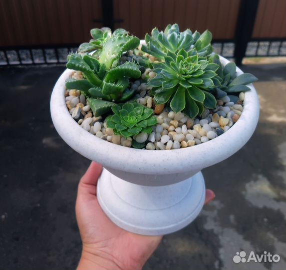 Суккуленты