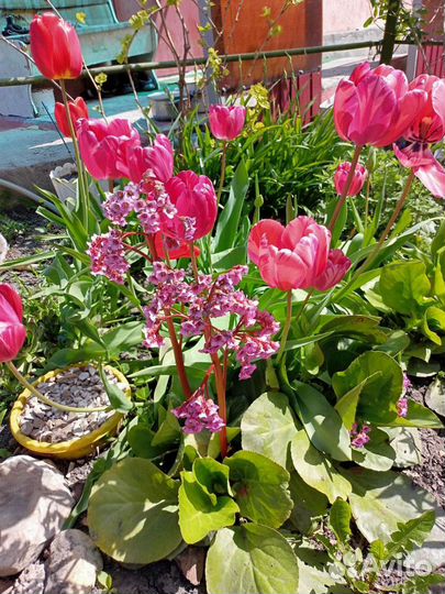 Бадан многолетний. Лечебный