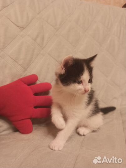 Котята в добрые руки даром