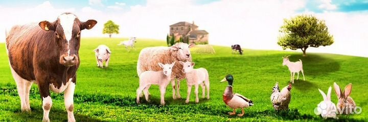 Корма для сельскохозяйственных животных