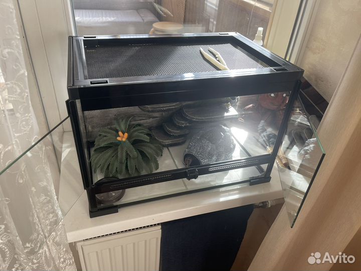 Эублефар самец