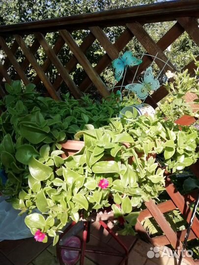 Аптения цветок