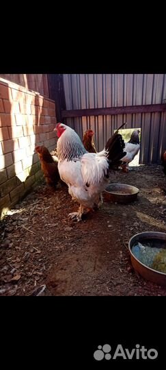 Петух брама