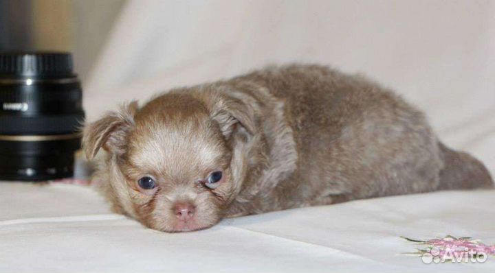 Щенки чихуахуа мальчики дш лил-бел и бел-лилов