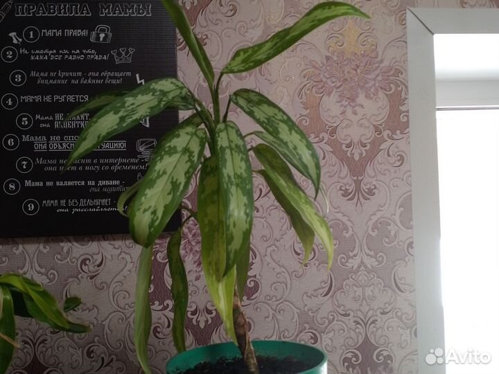Растения