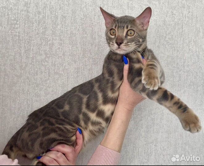 Бенгальский голубой мальчик