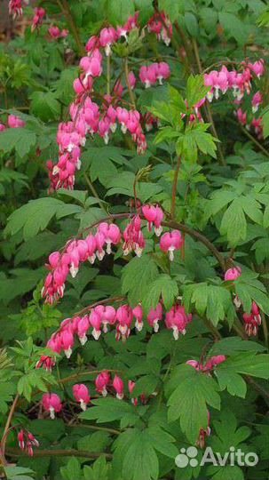 Дицентра великолепная