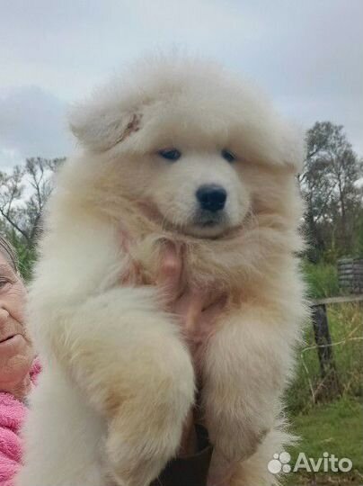 Щенок самоед 2 месяца
