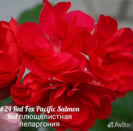 Герань пеларгония