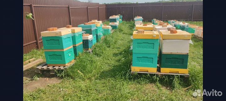 Медовуха безалкогольная