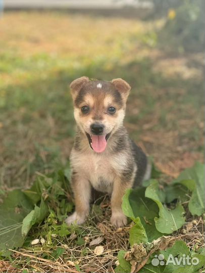 Щенок маленькой собаки в добрые руки мальчик