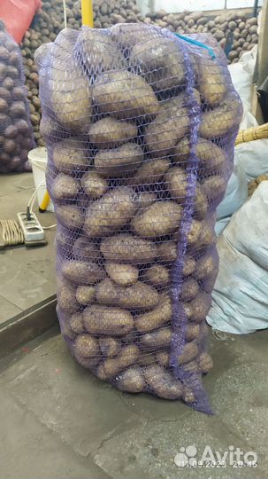 Картофель крупный