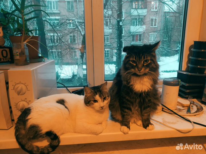 Шикарные коты