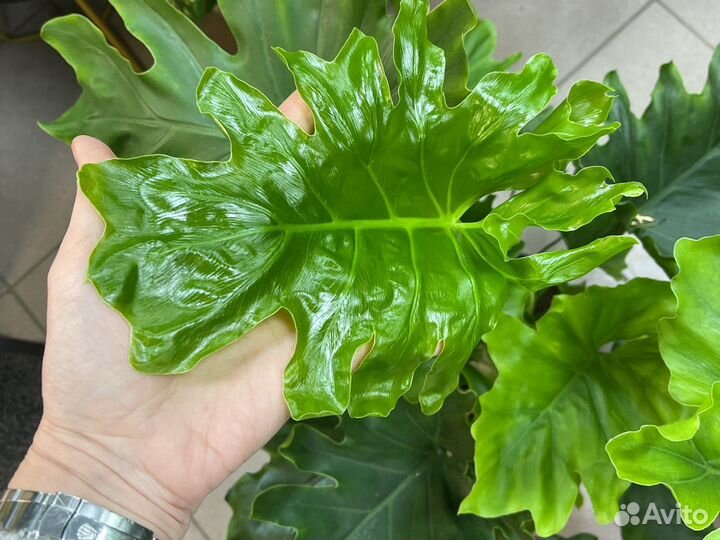 Филодендрон