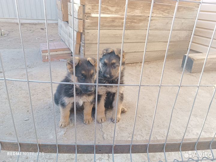 Немецкая овчарка