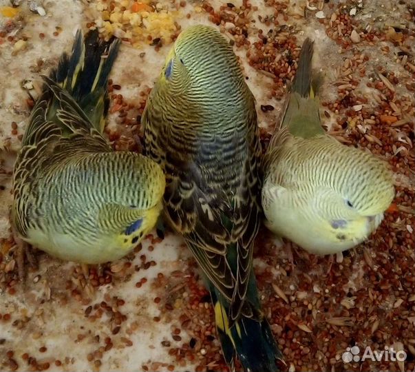 Выставочные волнистые (чехи) птенцы