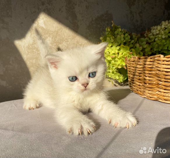 Британский мальчик