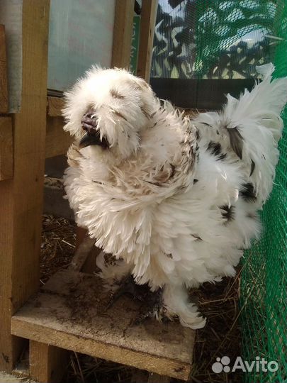 Китайские шелковые,павловские