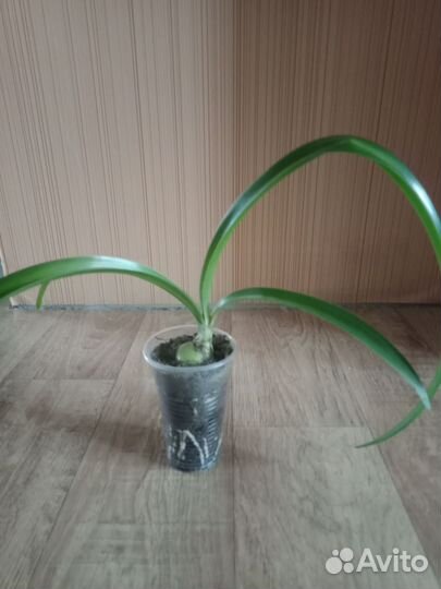 Цветы комнатные и чеснок