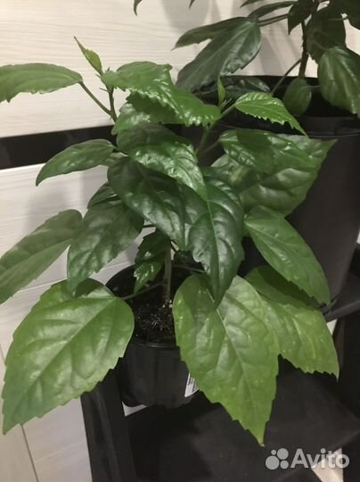 Гибискус китайская роза