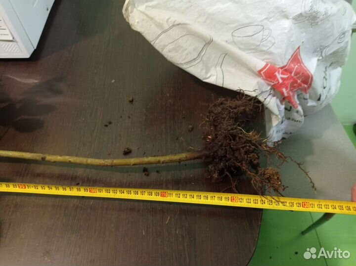 Саженцы лаврового листа. семена + подарок каждому