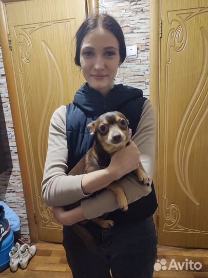 Передержка животных