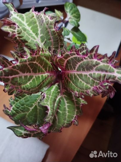 Комнатные цветы