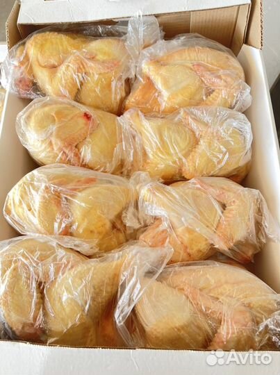 Куры домашние