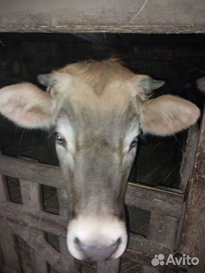 Корова(перекупов просьба не беспокоить