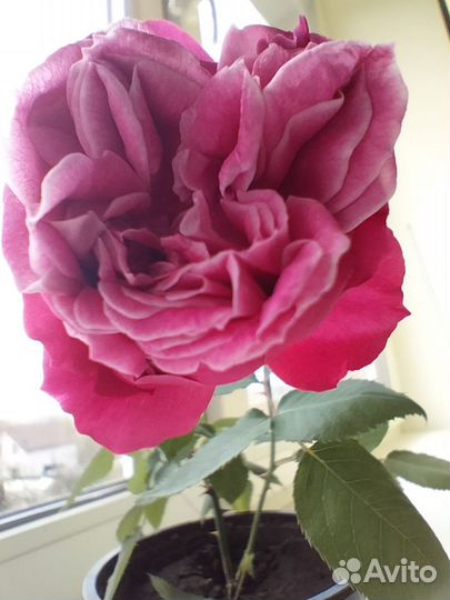 Роза комнатная Чайная(Венгерка,Бенгалка) малиновая