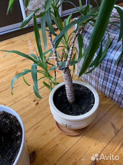 Пальма юкка