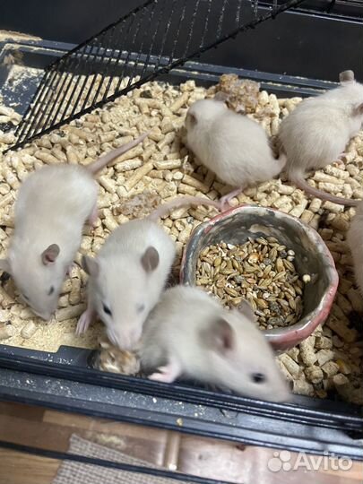 Крыски Дамбо.Красавчики )