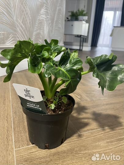 Филодендрон Атом 12\45 см
