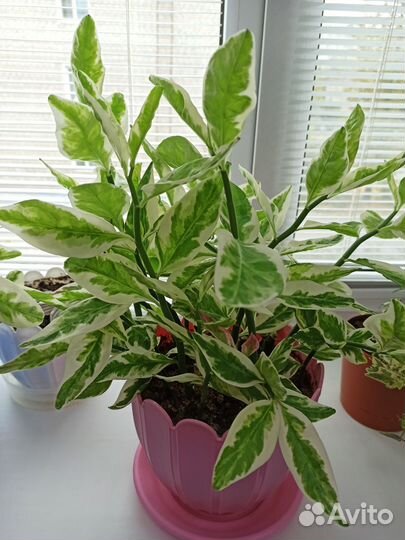 Педилантус