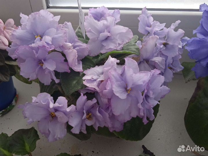 Сортовых фиалки