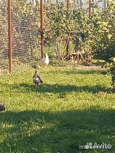 Куры молодки