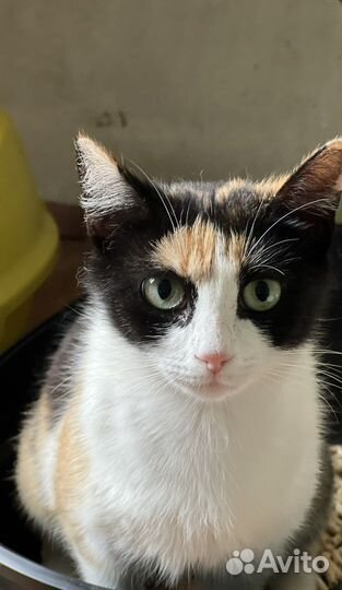 Котенок, девочка