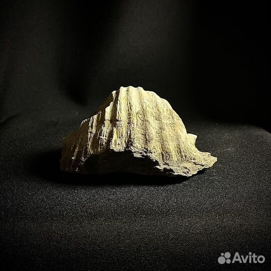 Брахиопода окаменелость ископаемое