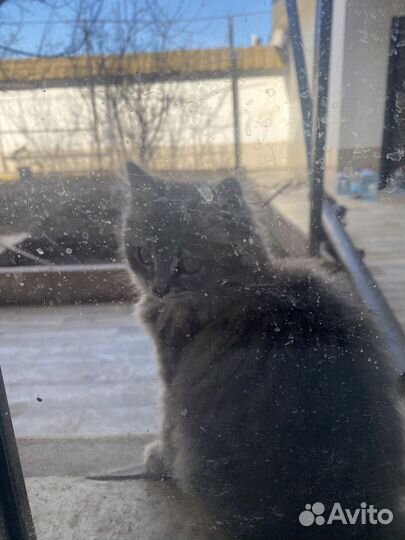 Котенок сибирский