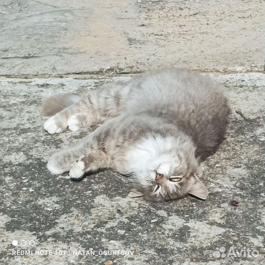Сибирский котик