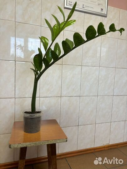 Комнатные цветы долларовое дерево