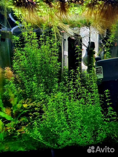 Аквариумные растения большими пучками