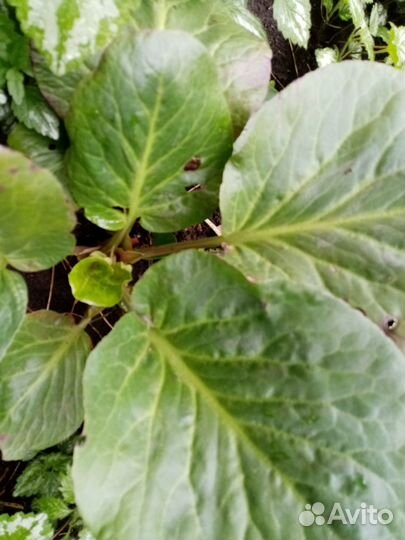 Растения из моего сада