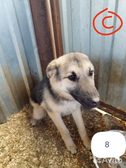 Собачки ищут дом