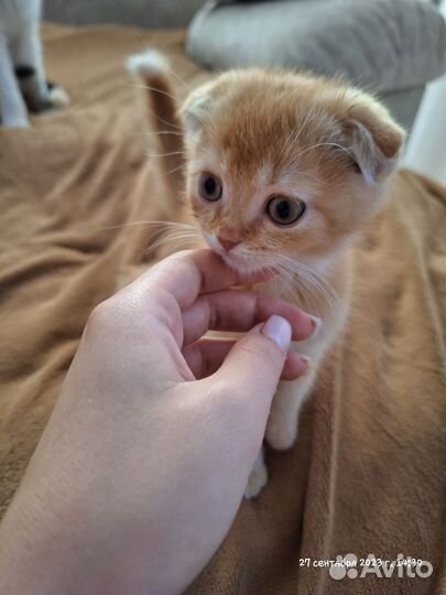 Шотландские котята