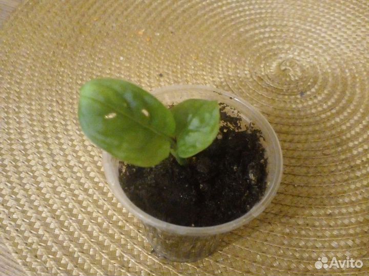 Монстера манки маск