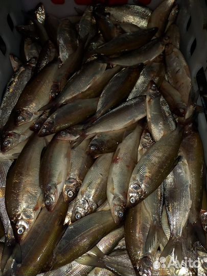 Рыба пелядь (сырок )