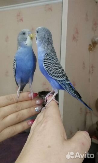 Волнистые попугайчтки ручные
